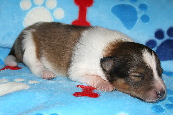 Uppsala Ole vom Affinger Bach, 1 Woche alt 