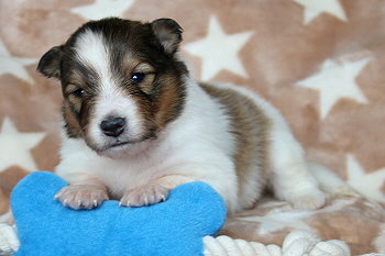 Uppsala Ole vom Affinger Bach, 2 Wochen alt 