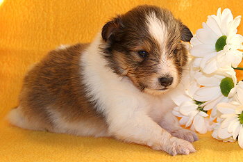 Uppsala Ole vom Affinger Bach, 3 Wochen alt 