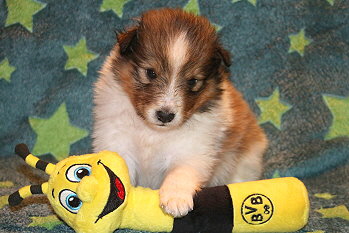 Uppsala Ole vom Affinger Bach, 4 Wochen alt 