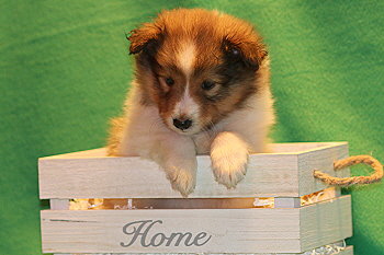 Uppsala Ole vom Affinger Bach, 6 Wochen alt 