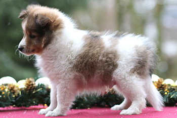 Uppsala Ole vom Affinger Bach, 7 Wochen alt 