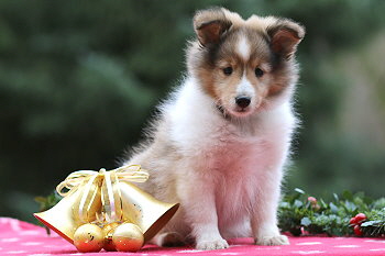 Uppsala Ole vom Affinger Bach, 8 Wochen alt 