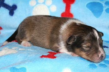 Ubari Jip vom Affinger Bach, 1 Woche alt 