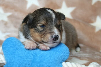 Ubari Jip vom Affinger Bach, 2 Wochen alt 