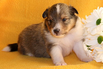 Ubari Jip vom Affinger Bach, 3 Wochen alt 