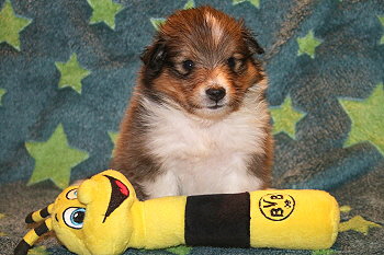 Ubari Jip vom Affinger Bach, 4 Wochen alt 