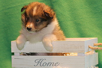 Ubari Jip vom Affinger Bach, 6 Wochen alt 