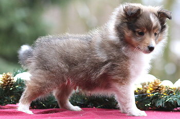 Ubari Jip vom Affinger Bach, 7 Wochen alt 