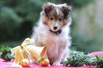 Ubari Jip vom Affinger Bach, 8 Wochen alt 