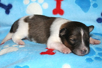 Umbalumba Aris vom Affinger Bach, 1 Woche alt 