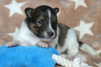 Umbalumba Aris vom Affinger Bach, 2 Wochen alt 