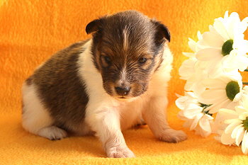 Umbalumba Aris vom Affinger Bach, 3 Wochen alt 