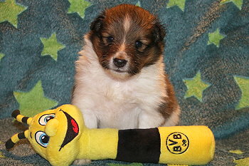 Umbalumba Aris vom Affinger Bach, 4 Wochen alt 