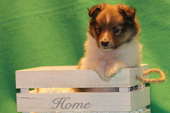 Umbalumba Aris vom Affinger Bach, 6 Wochen alt 