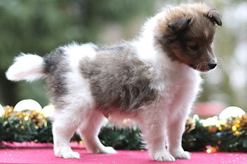 Umbalumba Aris vom Affinger Bach, 7 Wochen alt 