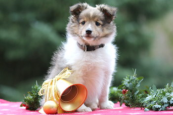 Umbalumba Aris vom Affinger Bach, 8 Wochen alt 