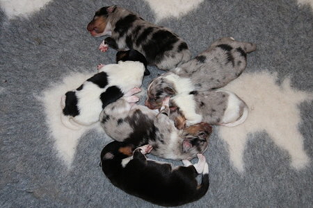 V2 vom Affinger Bach, 4 Tage alt