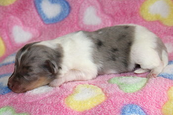 Vlocke vom Affinger Bach, 4 Tage alt 