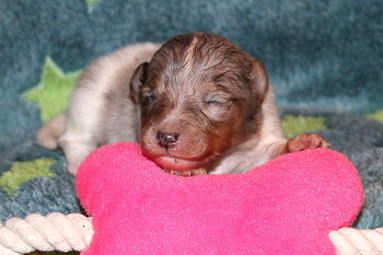 Vlocke vom Affinger Bach, 2 Wochen alt 