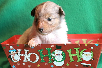 Vlocke vom Affinger Bach, 3 Wochen alt 