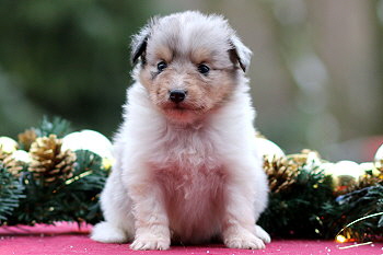 Vlocke vom Affinger Bach, 4 Wochen alt 