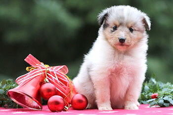 Vlocke vom Affinger Bach, 5 Wochen alt 