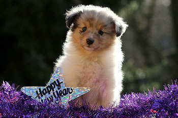 Vlocke vom Affinger Bach, 6 Wochen alt 