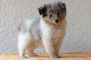 Vlocke vom Affinger Bach, 7 Wochen alt 