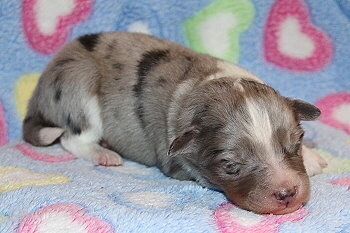 Vadim vom Affinger Bach, 4 Tage alt 