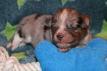 Vadim vom Affinger Bach, 2 Wochen alt 