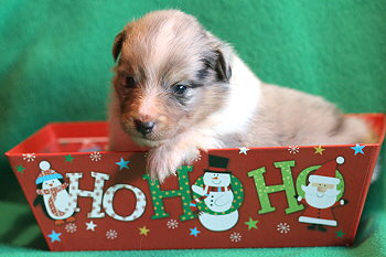 Vadim vom Affinger Bach, 3 Wochen alt 