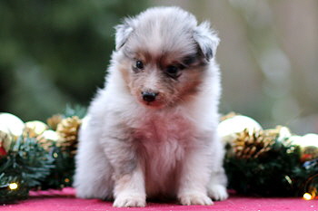 Vadim vom Affinger Bach, 4 Wochen alt 