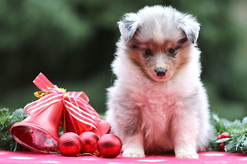 Vadim vom Affinger Bach, 5 Wochen alt 