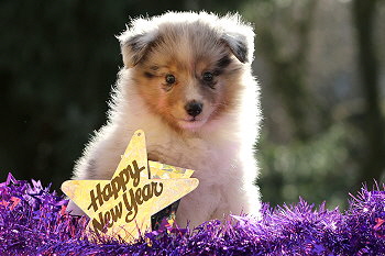 Vadim vom Affinger Bach, 6 Wochen alt 