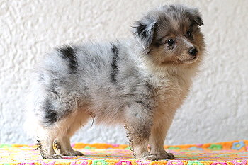 Vadim vom Affinger Bach, 7 Wochen alt 