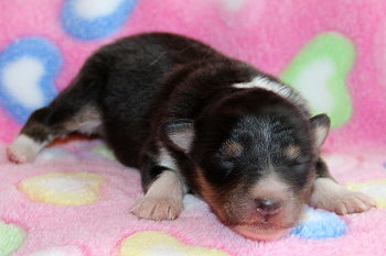 Venus vom Affinger Bach, 4 Tage alt