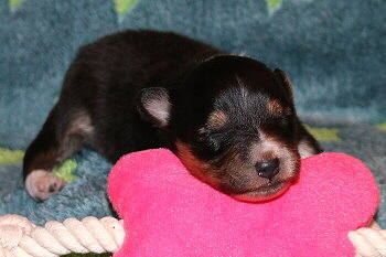 Venus vom Affinger Bach, 2 Wochen alt 