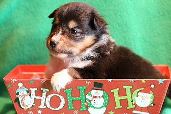 Venus vom Affinger Bach, 3 Wochen alt 