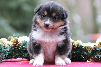 Venus vom Affinger Bach, 4 Wochen alt 