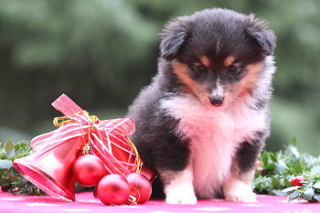 Venus vom Affinger Bach, 5 Wochen alt 