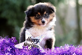 Venus vom Affinger Bach, 6 Wochen alt 