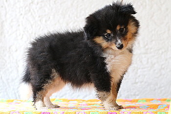 Venus vom Affinger Bach, 7 Wochen alt 