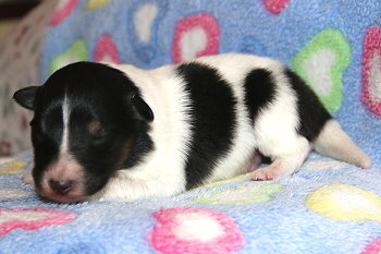 Vlecky vom Affinger Bach, 4 Tage alt 