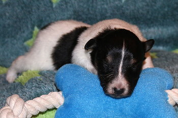 Vlecky vom Affinger Bach, 2 Wochen alt 