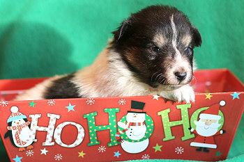 Vlecky vom Affinger Bach, 3 Wochen alt 