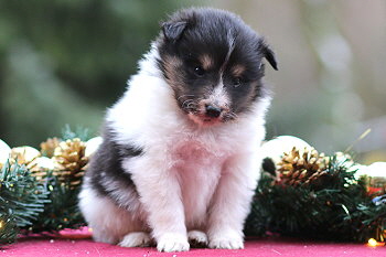 Vlecky vom Affinger Bach, 4 Wochen alt 