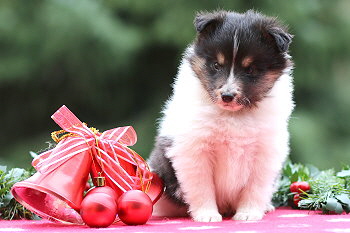 Vlecky vom Affinger Bach, 5 Wochen alt 