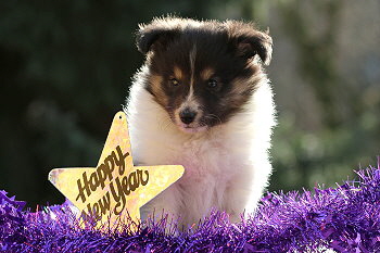 Vlecky vom Affinger Bach, 6 Wochen alt 