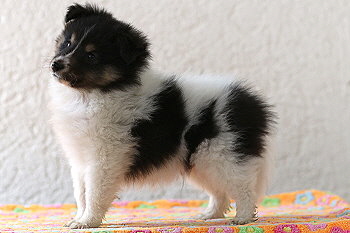 Vlecky vom Affinger Bach, 7 Wochen alt 